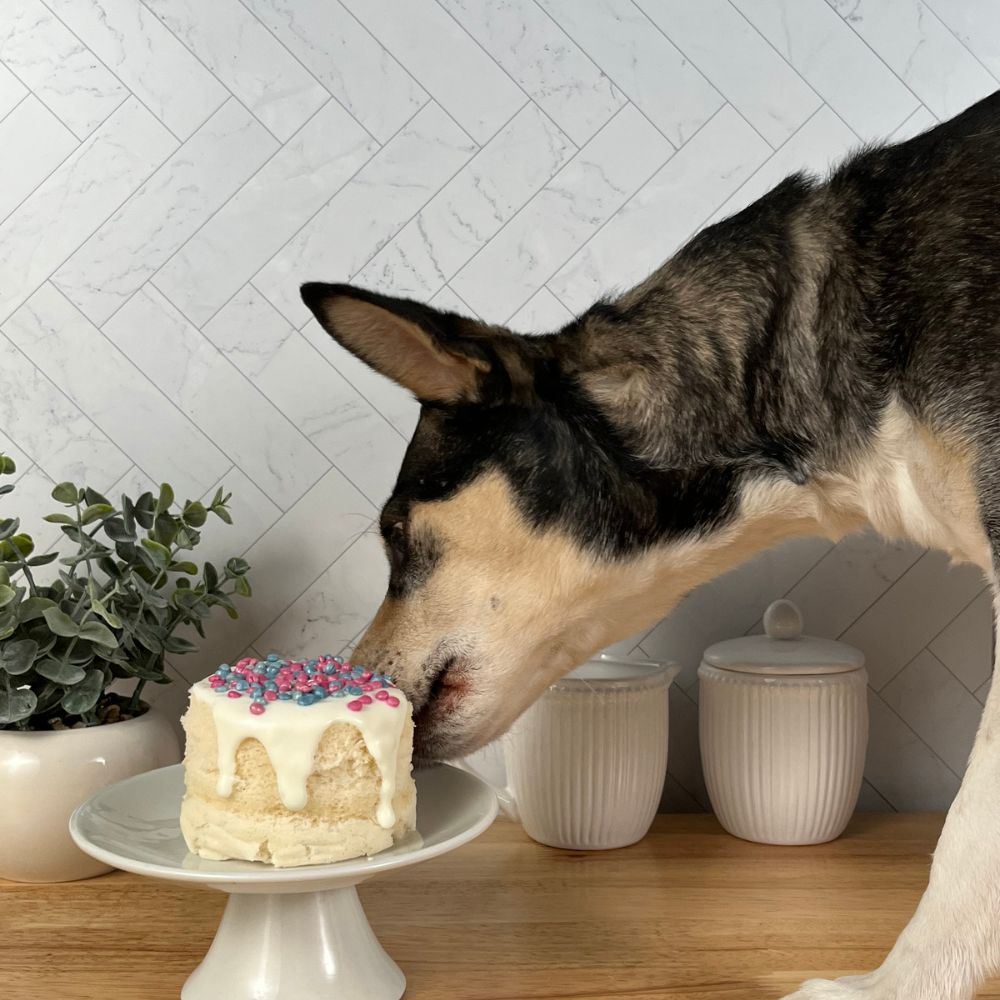 Mezcla en Vaso para Pastel para Perros - Cuppy Cake Mix for Dogs de Puppy Cake®_Birthday Cake_2