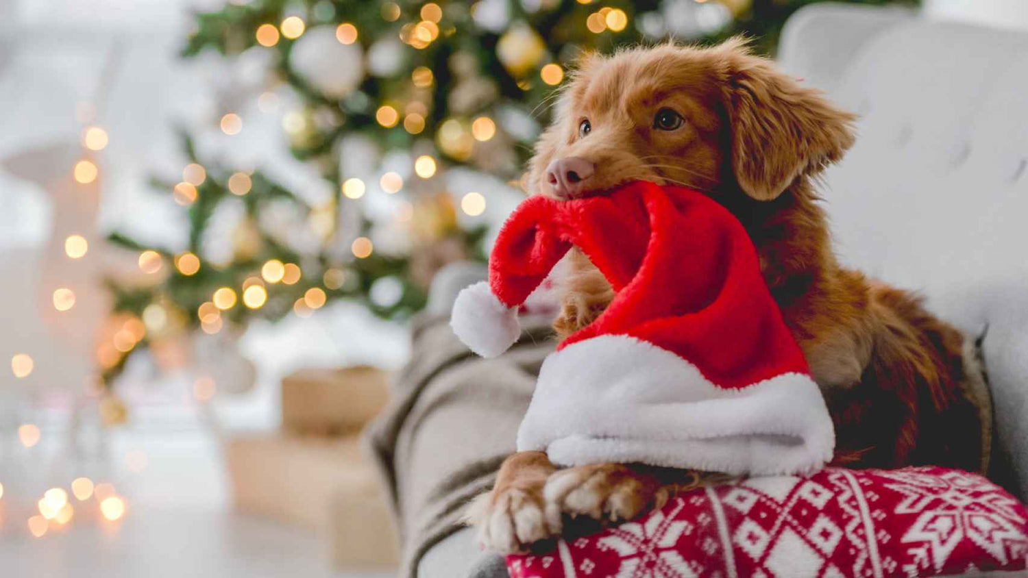 WalaBlog - Cuidados para tu mascota en Navidad