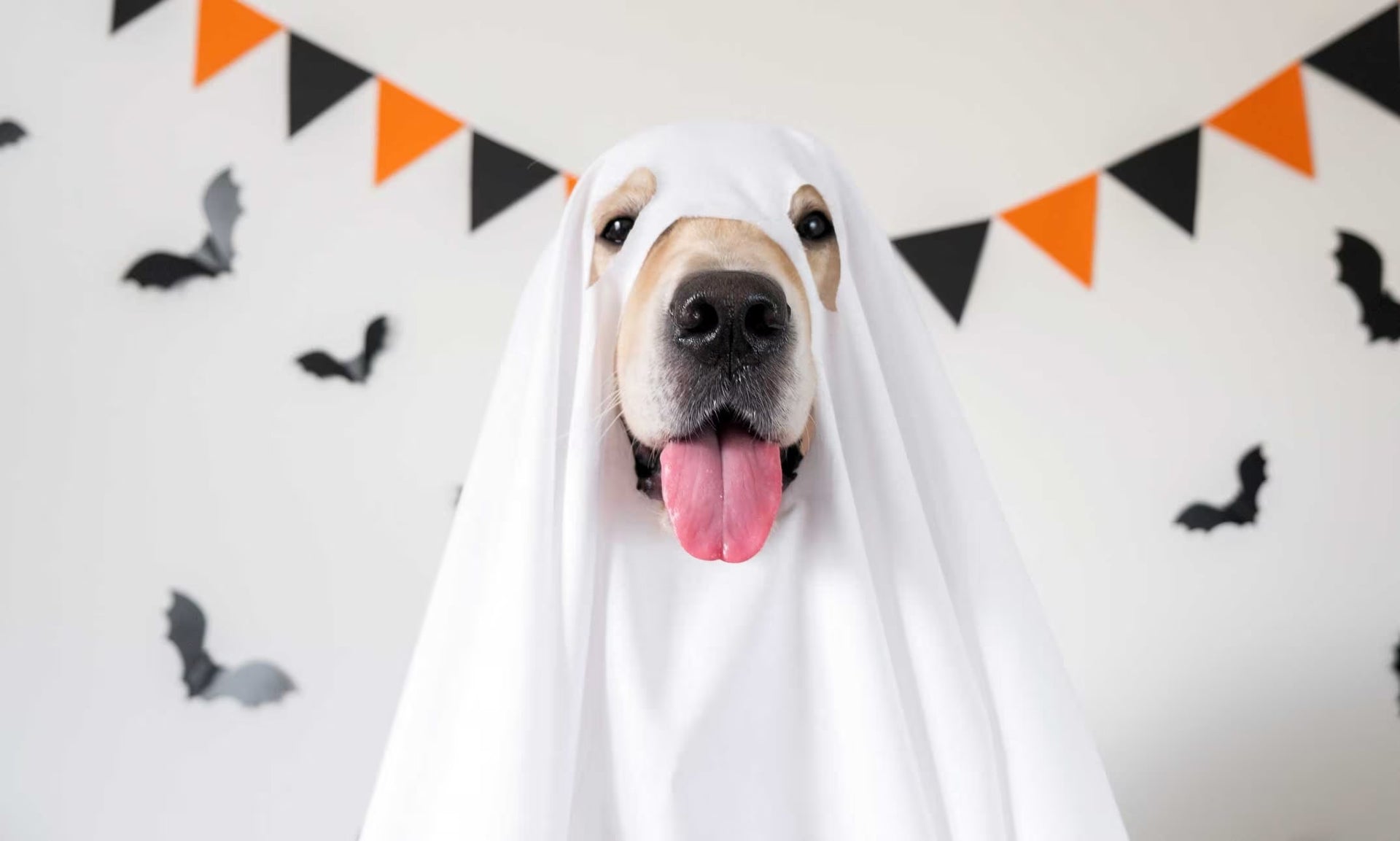 Consejos para disfrazar a tu mascota en Halloween