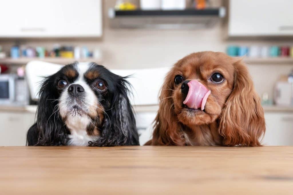 10 alimentos de humano que pueden comer los perros