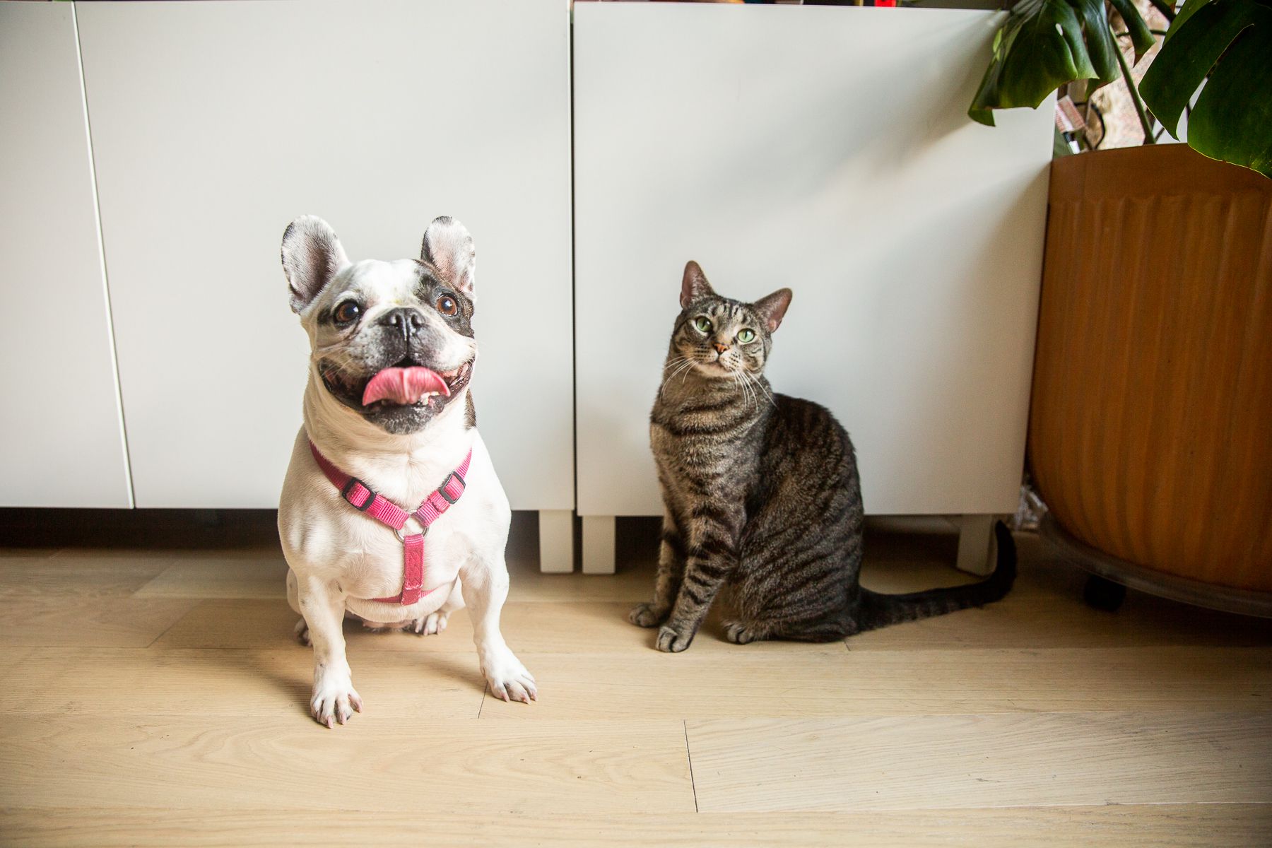 WalaBlog - Cómo mantener feliz a tu mascota en casa