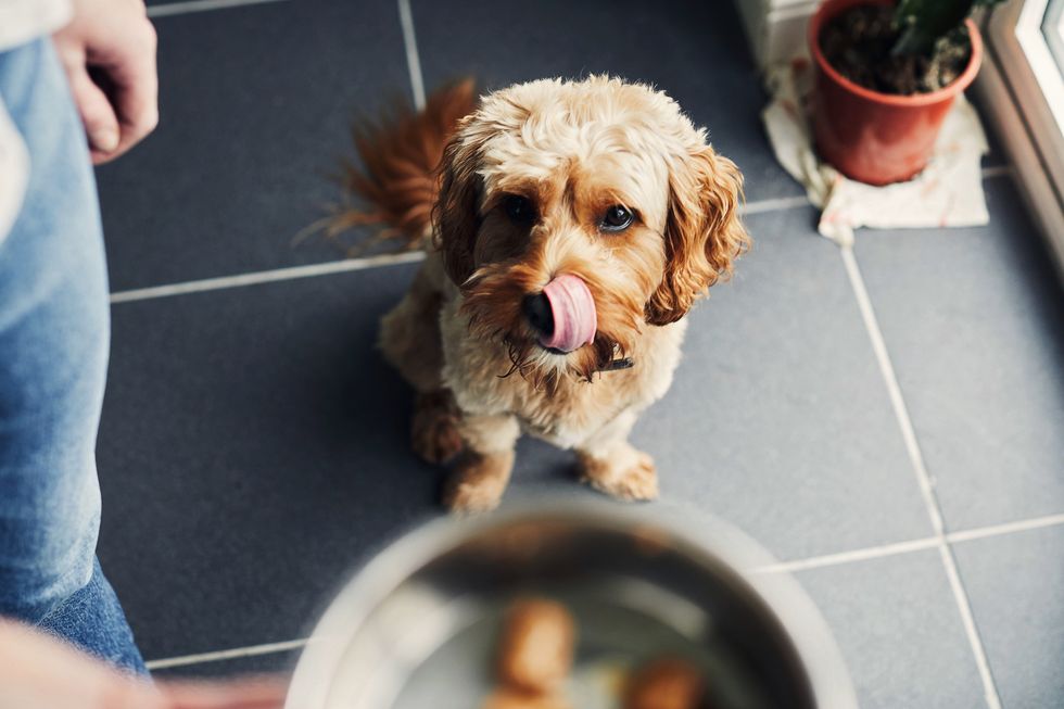 Los beneficios de un plato de alimentación lenta para tu perro