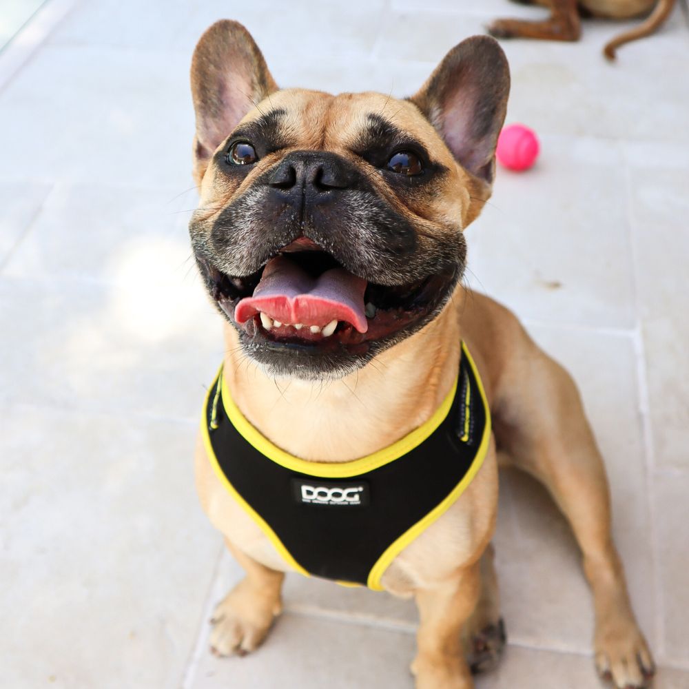 Arnés para Perros - Bolt Neoflex Harness de DOOG®