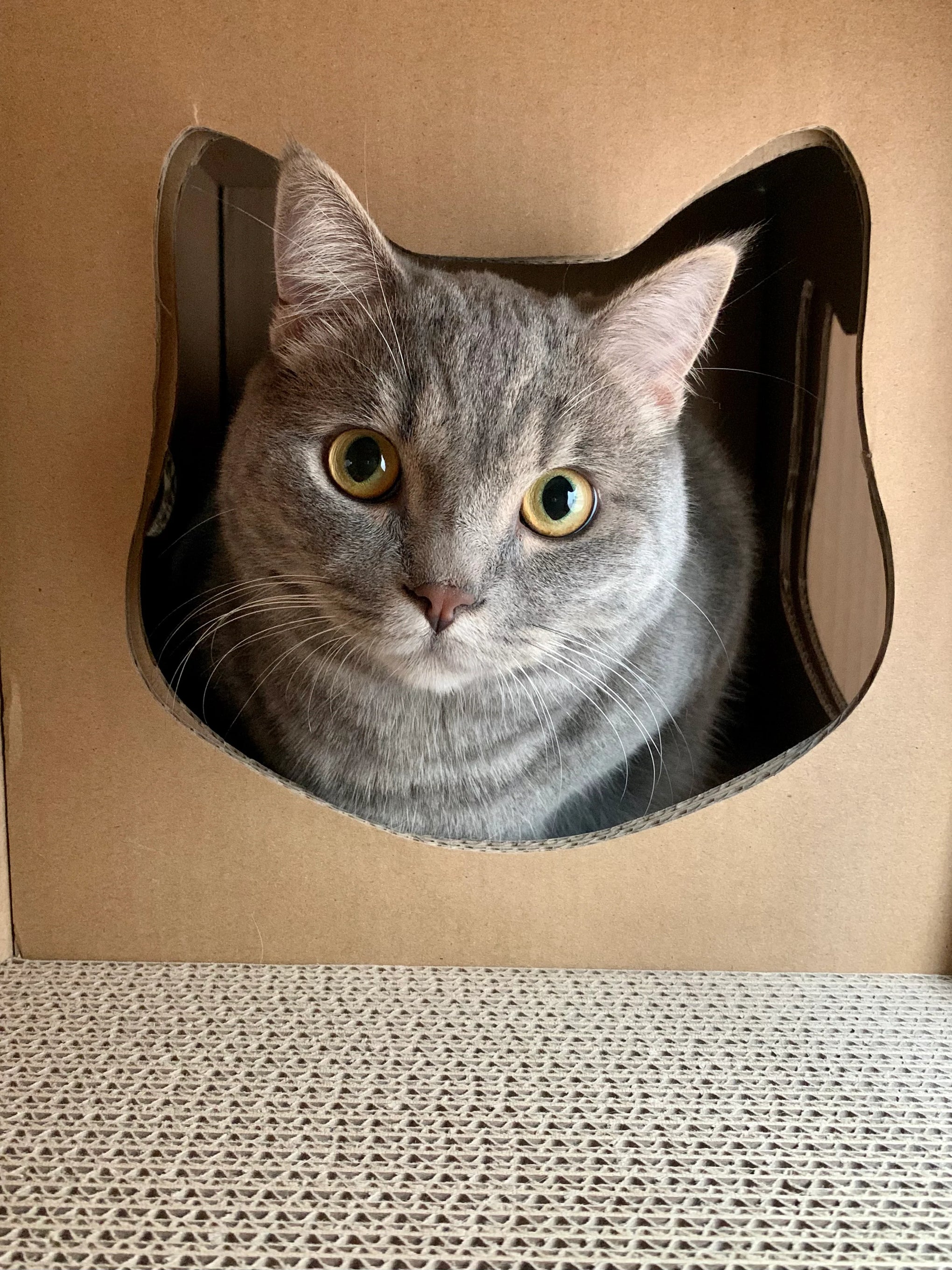 Casa con Rascadores de Cartón Biodegradable para Gatos - Feline Fortress de Petique®